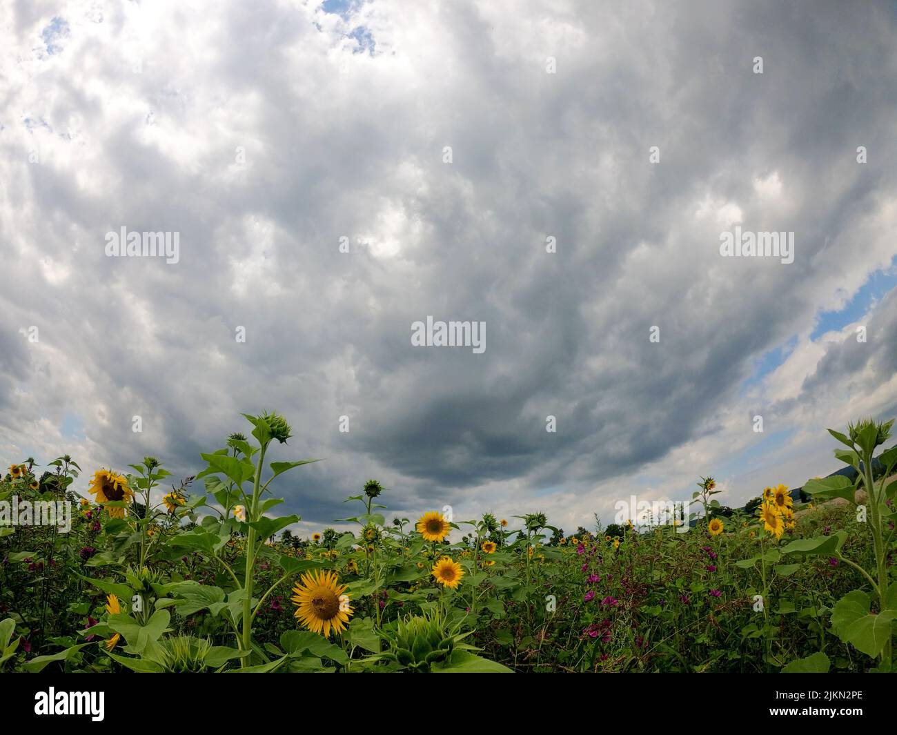 A low angle shot of the sunflower field under cloudy sky Stock Photo ...