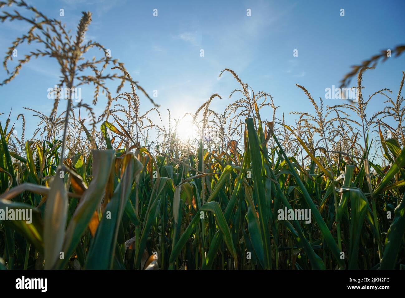 A low angle shot of the corn field under blue sky Stock Photo - Alamy
