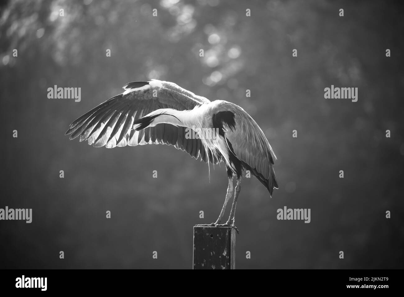 A closeup shot of a gray heron stretching and looking under the feathers on blurred background Stock Photo