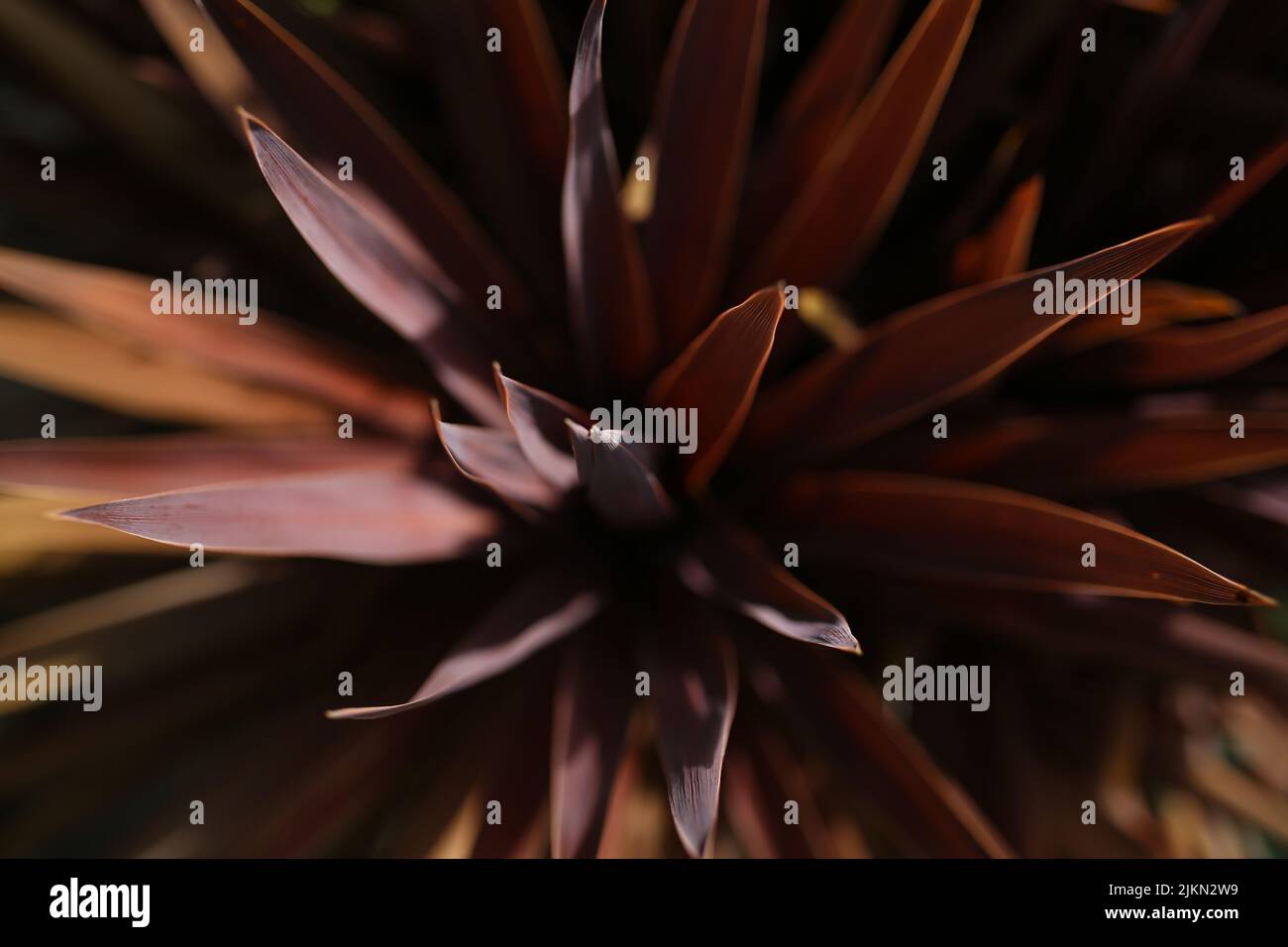 A macro shot of Cordyline red star plant Stock Photo