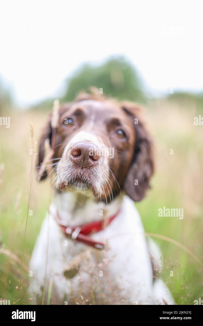 Mi perro Oker, el Guardián de la Ínsula | Ínsula Barañaria, image size:866x1390