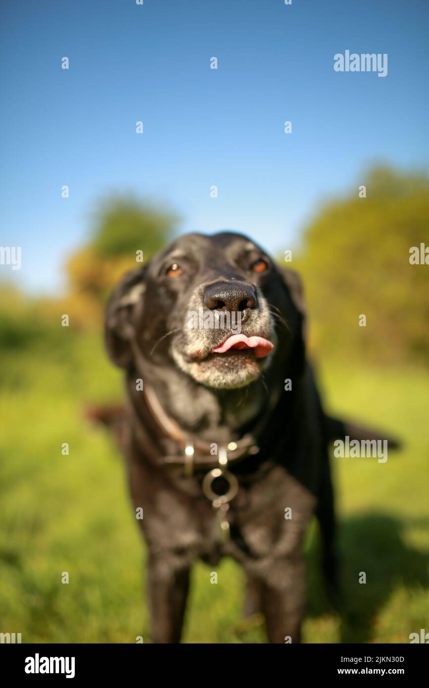 A vertical closeup shot of a black Labrador retriever dog licking its