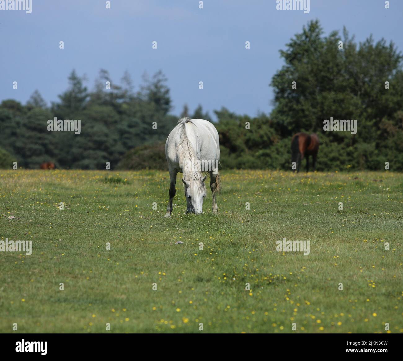 A beautiful white horse eating grass in a green field Stock Photo Alamy