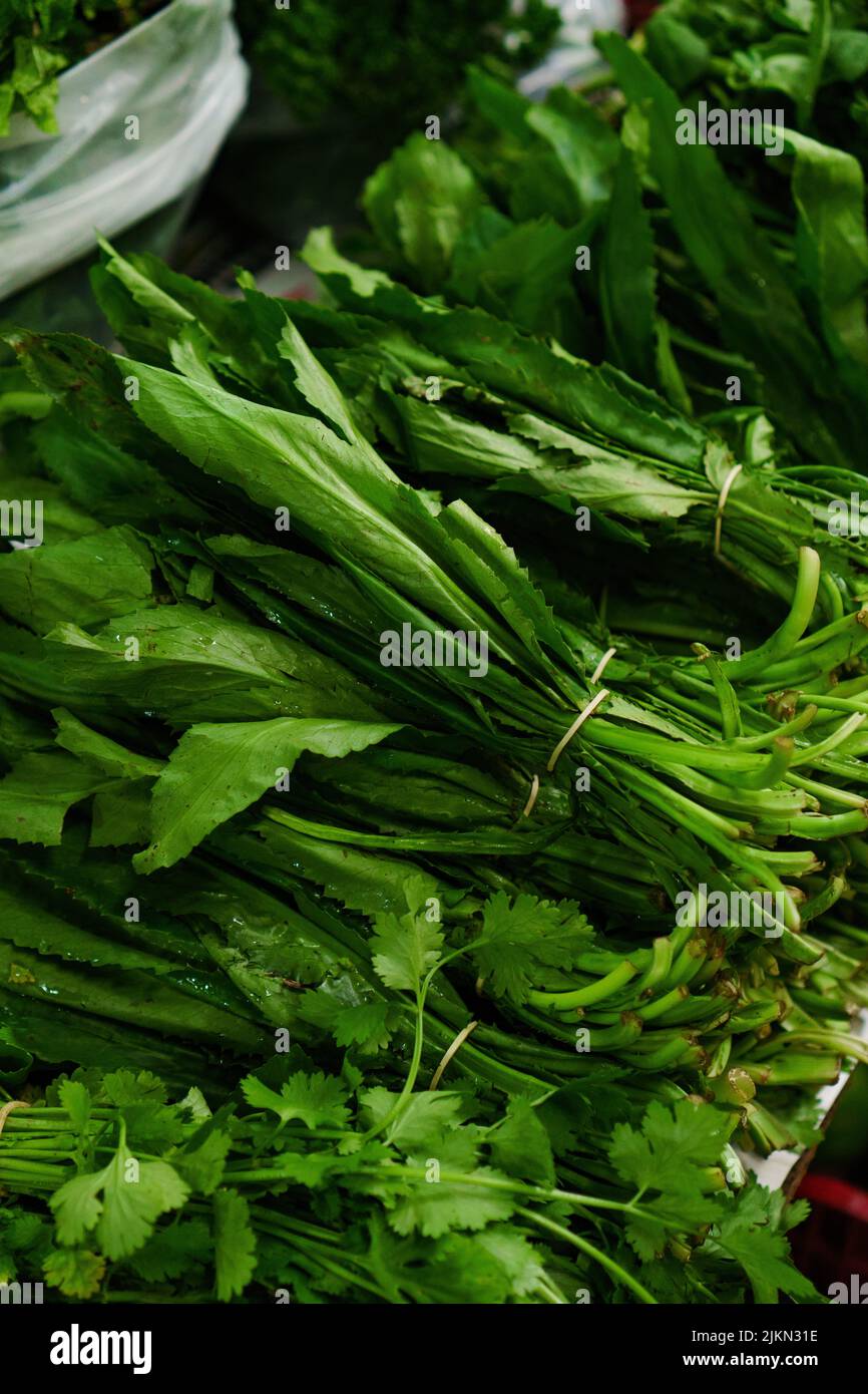 Culantro coyote hires stock photography and images Alamy