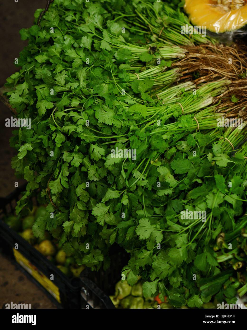 A selective focus shot of a parsley plants Stock Photo
