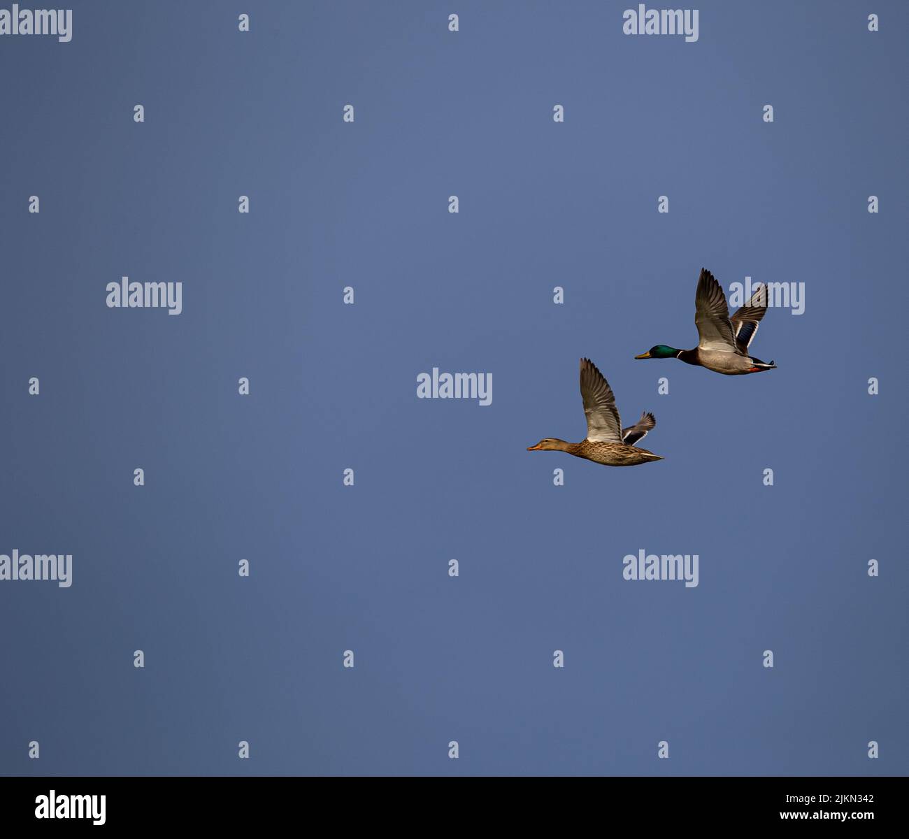 Two mallard ducks flying with their wings wide open in the blue sky Stock Photo Alamy