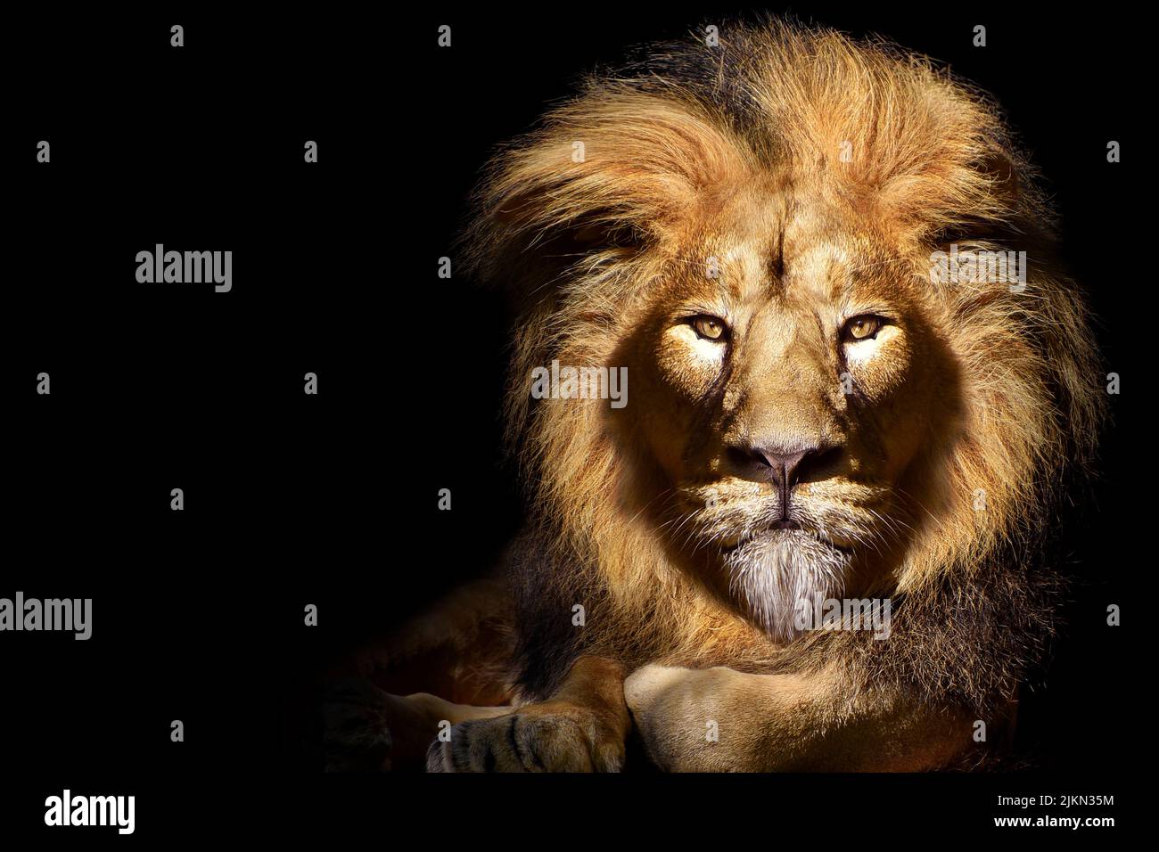 Lion face closeup hi-res stock photography and images - Alamy