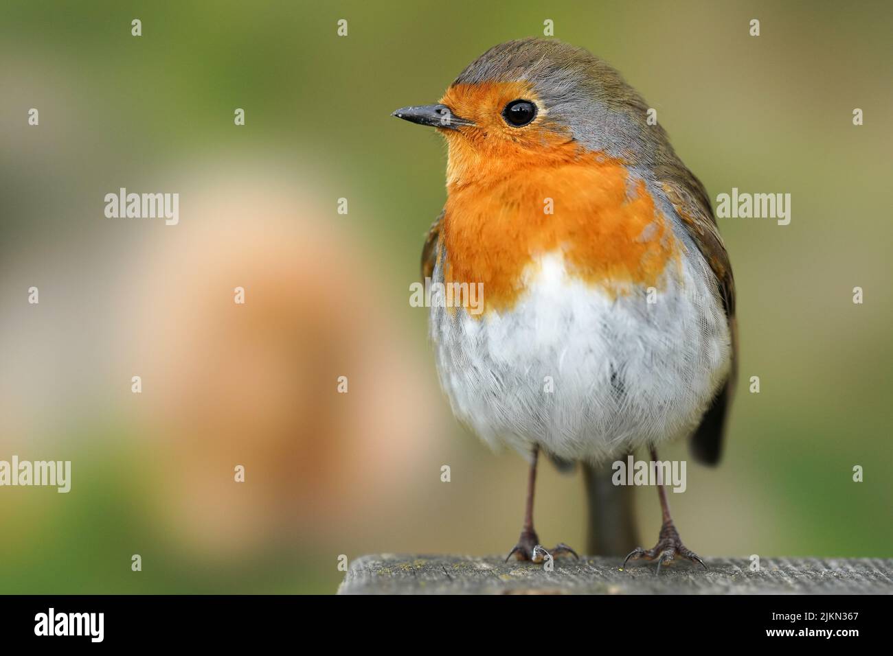 A closeup of a robin bird perching on concrete surface against a bokeh nature background Stock Photo
