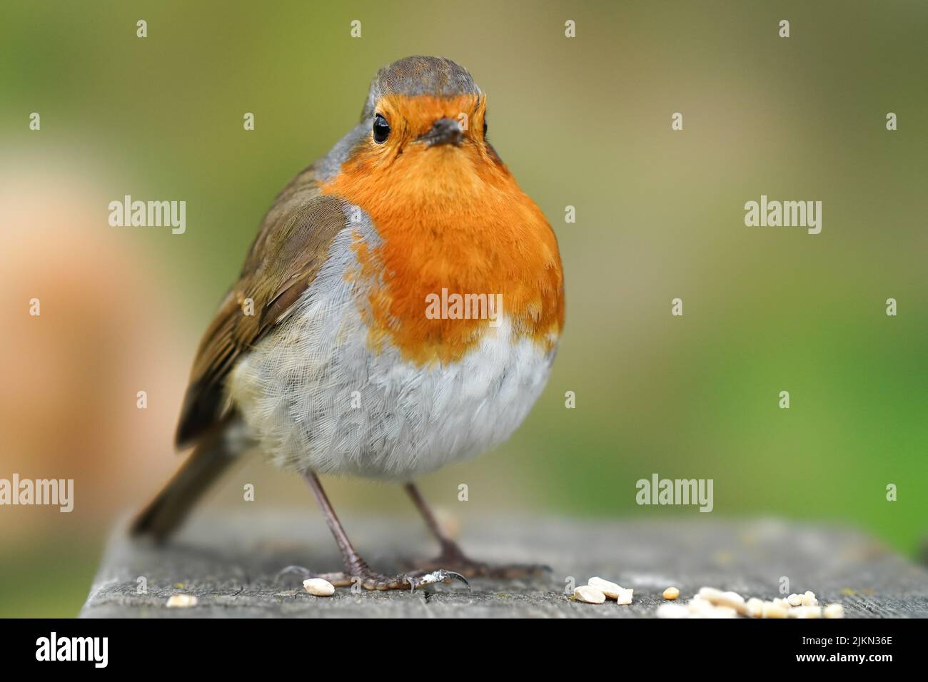 A closeup of a robin bird perching on concrete surface against a bokeh nature background Stock Photo
