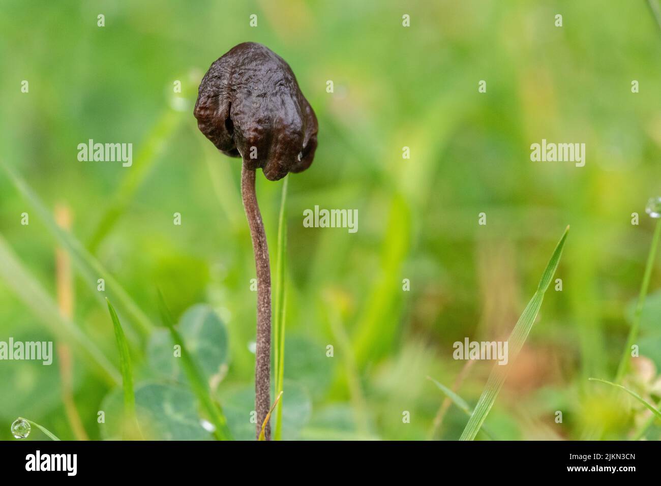 Black mushroom hires stock photography and images Alamy
