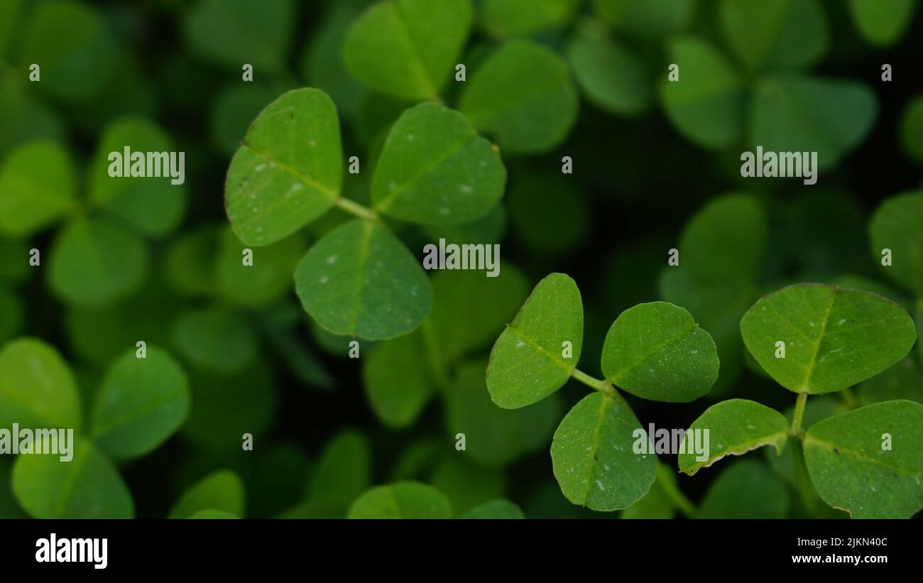 Three leaf clover hires stock photography and images Alamy