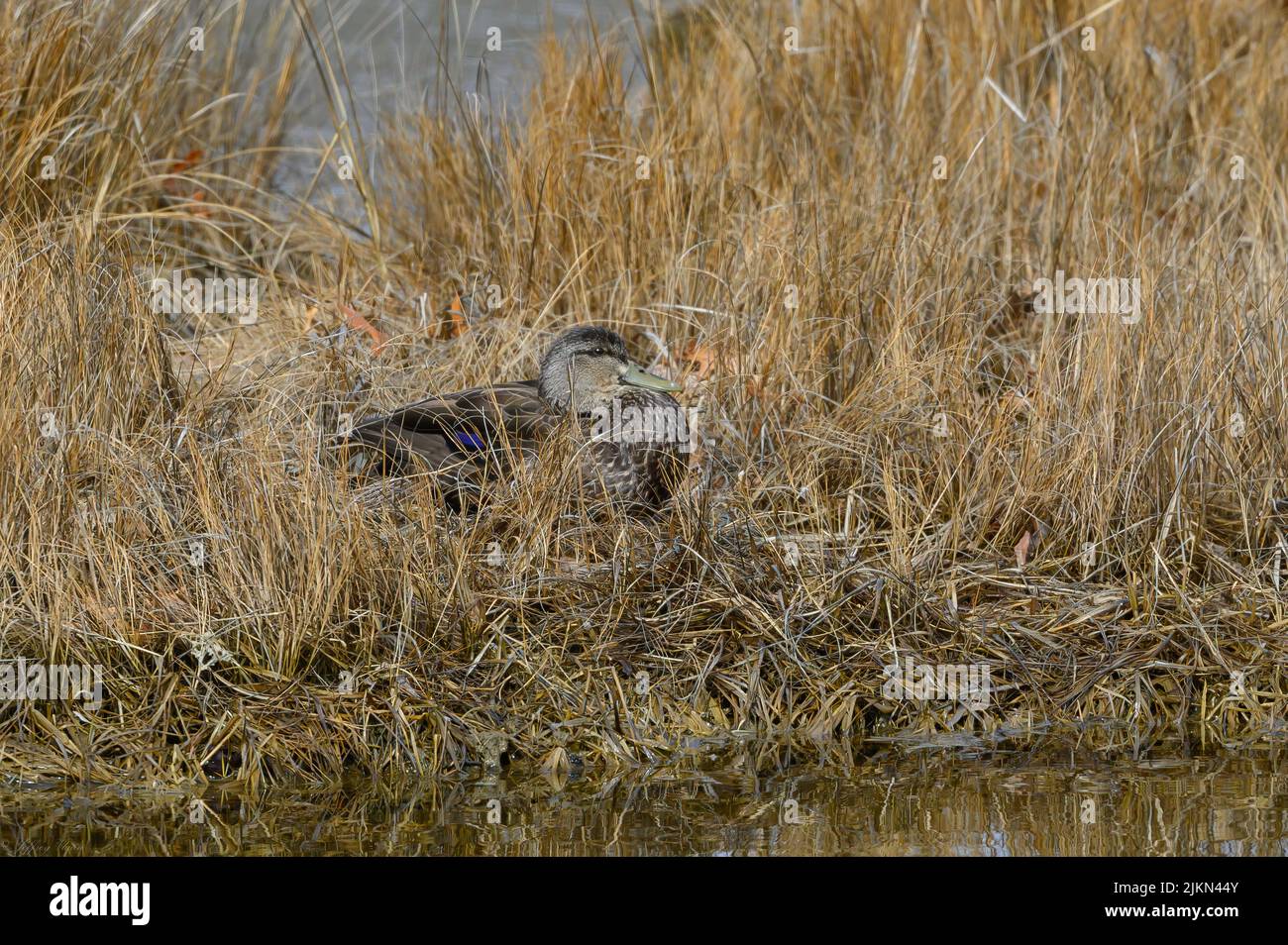 A selective focus shot of a black duck resting in the grass Stock Photo
