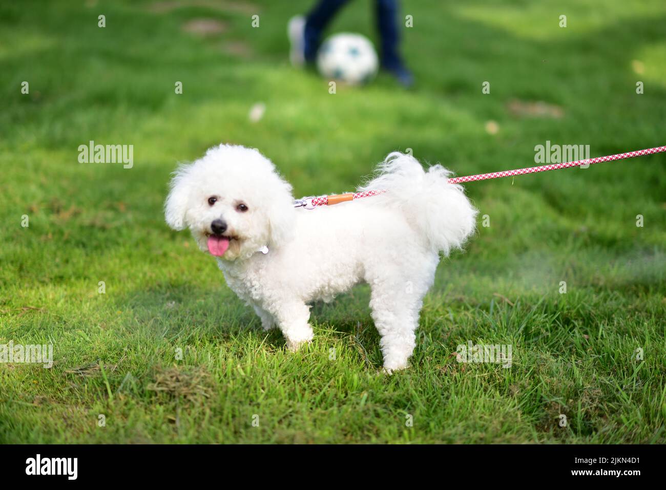 A closeup of a happy Bichon Frise with a leash walking in the park Stock Photo