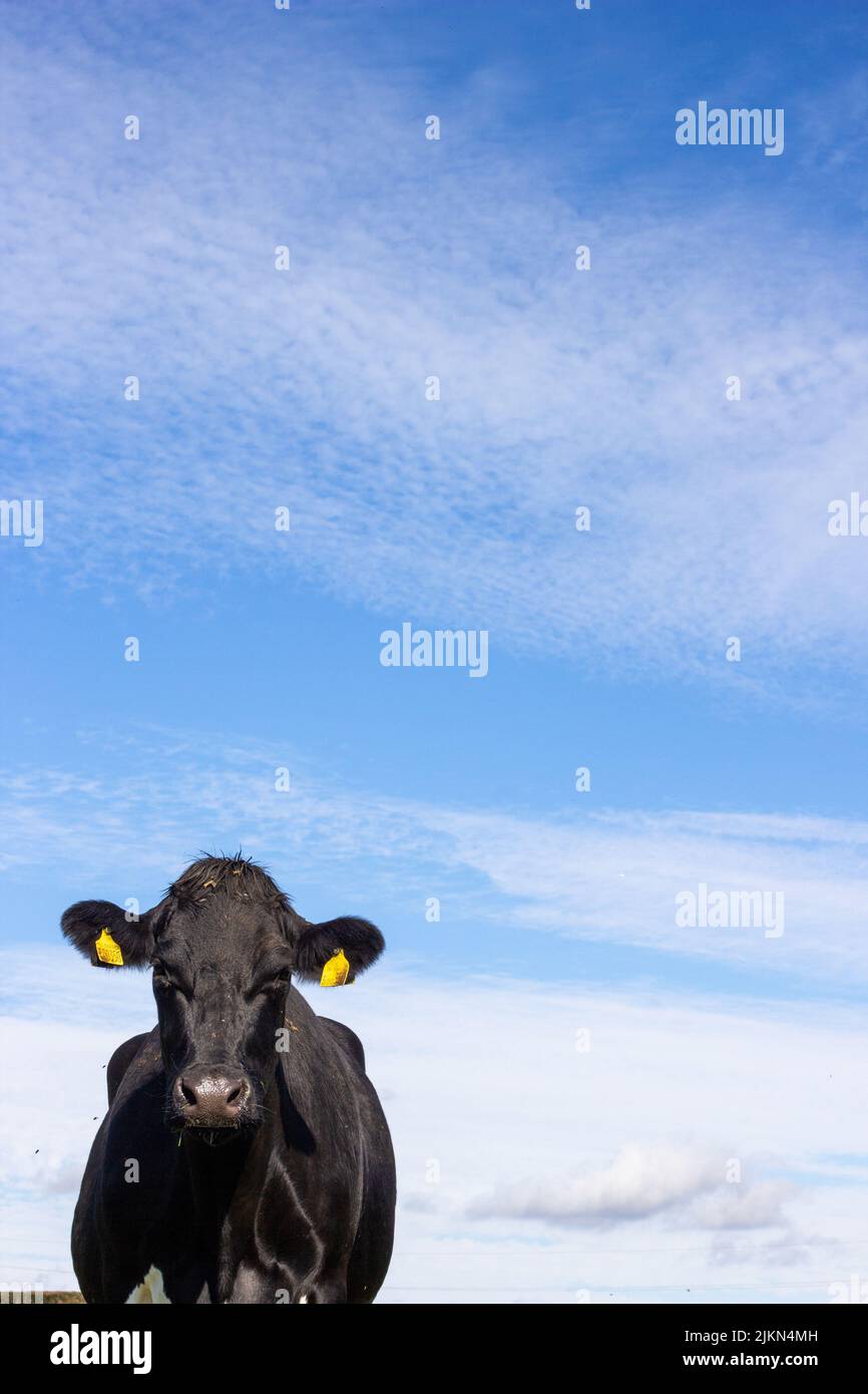 A vertical shot of a black cattle with a background of blue sky Stock Photo