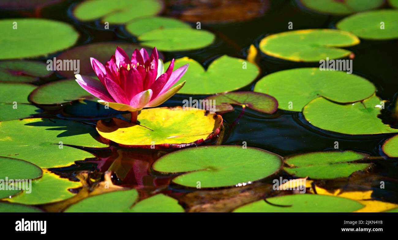 A closeup of a beautiful lotus flower on lily pads Stock Photo