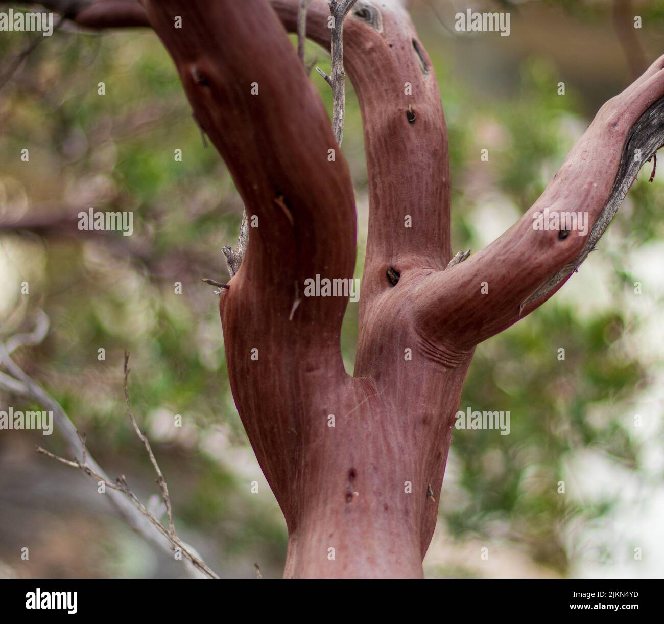 A shallow focus shot of a Beautiful manzanita tree branches with ...