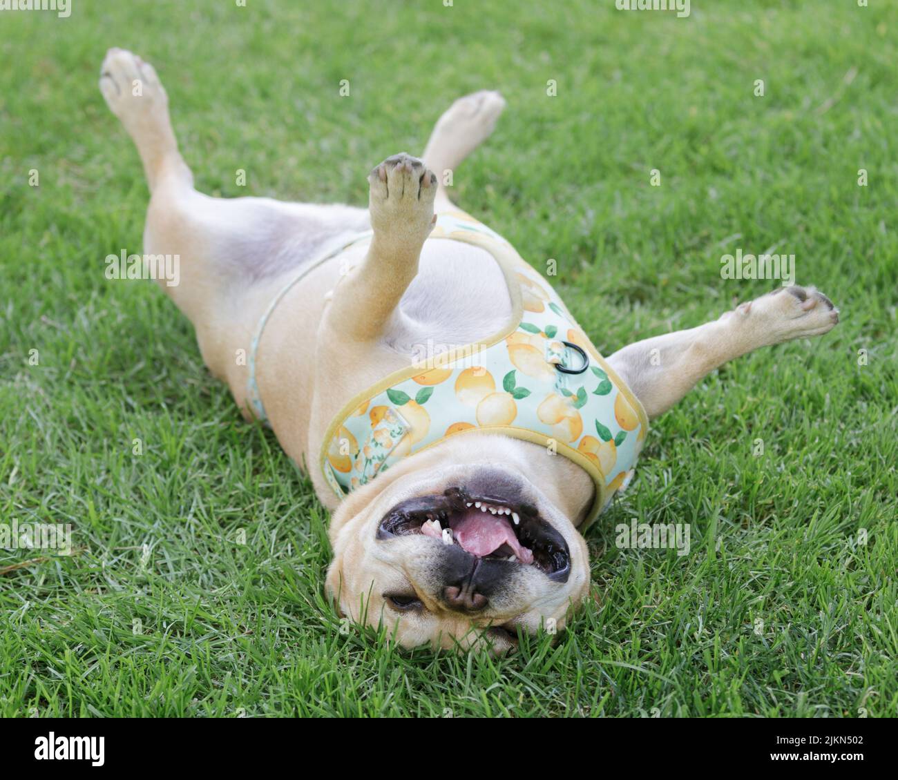 6-Year-Old French Bulldog Male Rolling Over and Goofing Off. Off-leash dog park in Northern California. Stock Photo