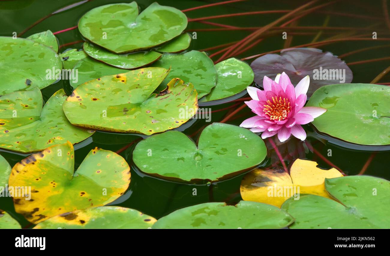 A closeup shot of a blooming pink water lily and lotus leaves on a pond Stock Photo