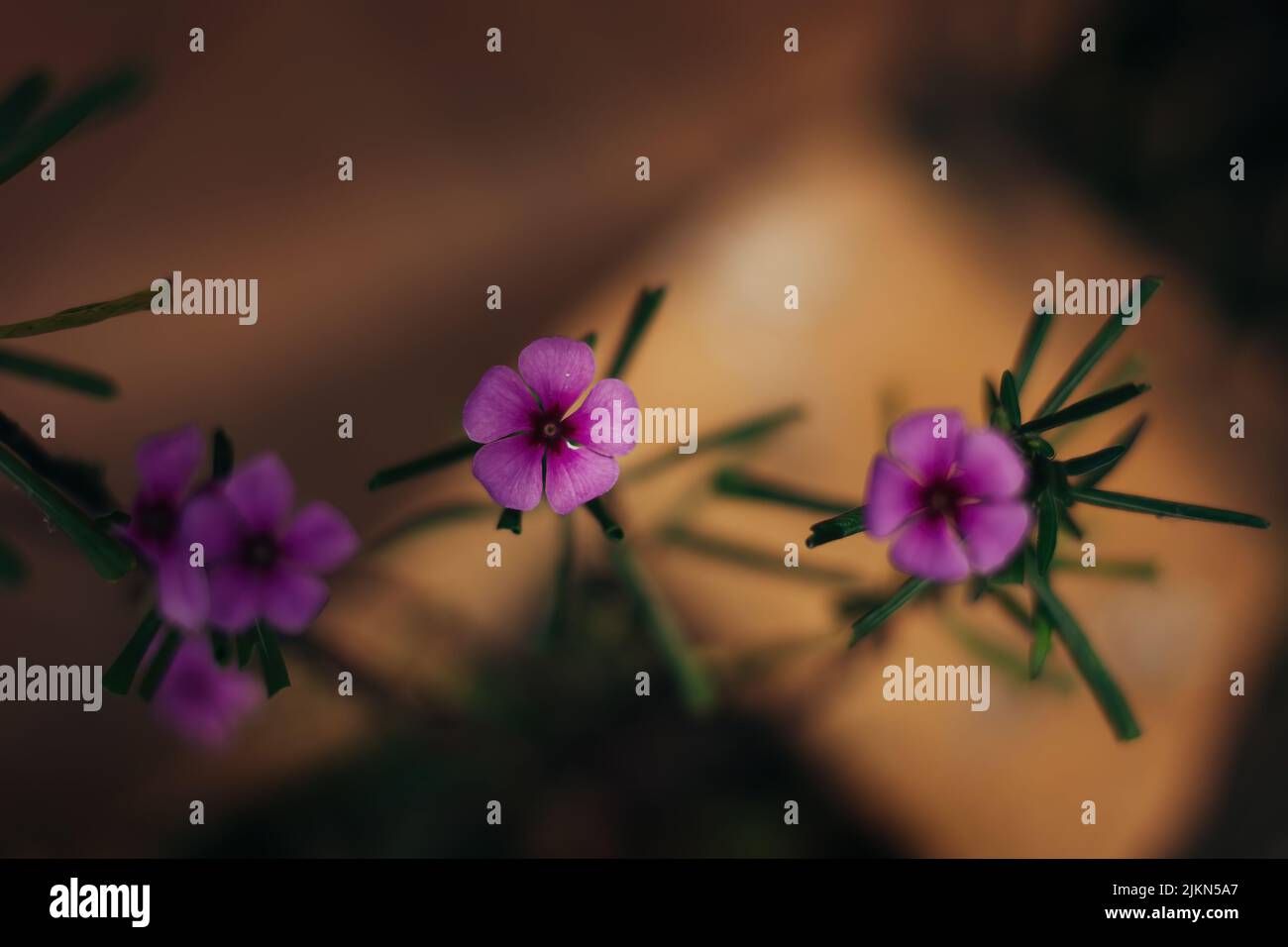 A selective focus shot of three purple garden phlox Stock Photo