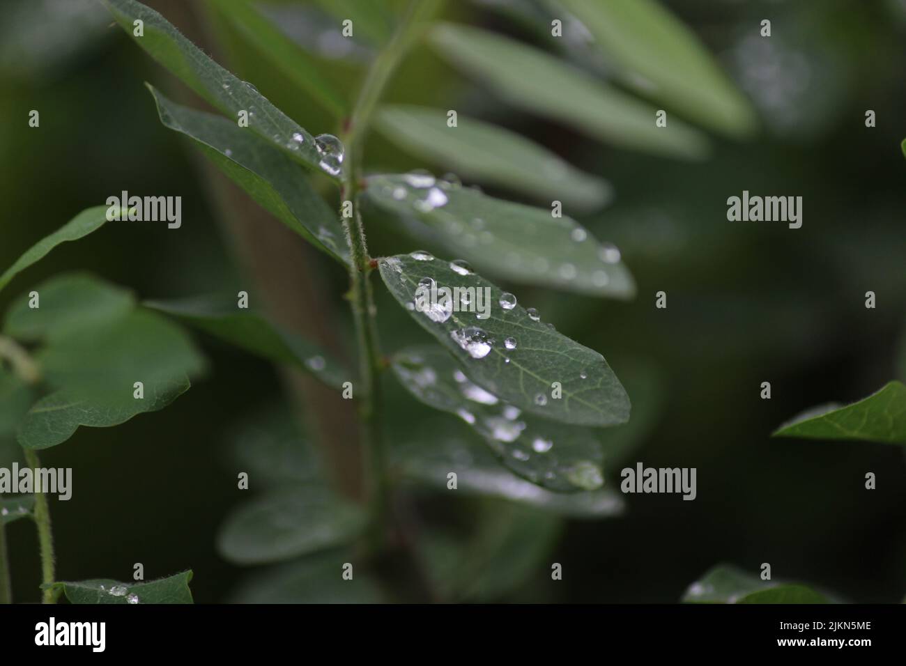A selective focus shot of water drops on green leaves of a plant Stock Photo