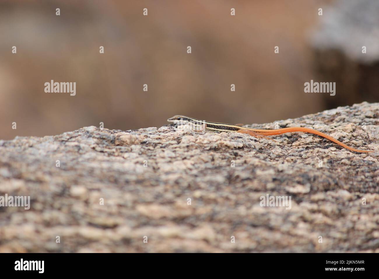 A closeup shot of a spiny-footed lizard on a rock Stock Photo