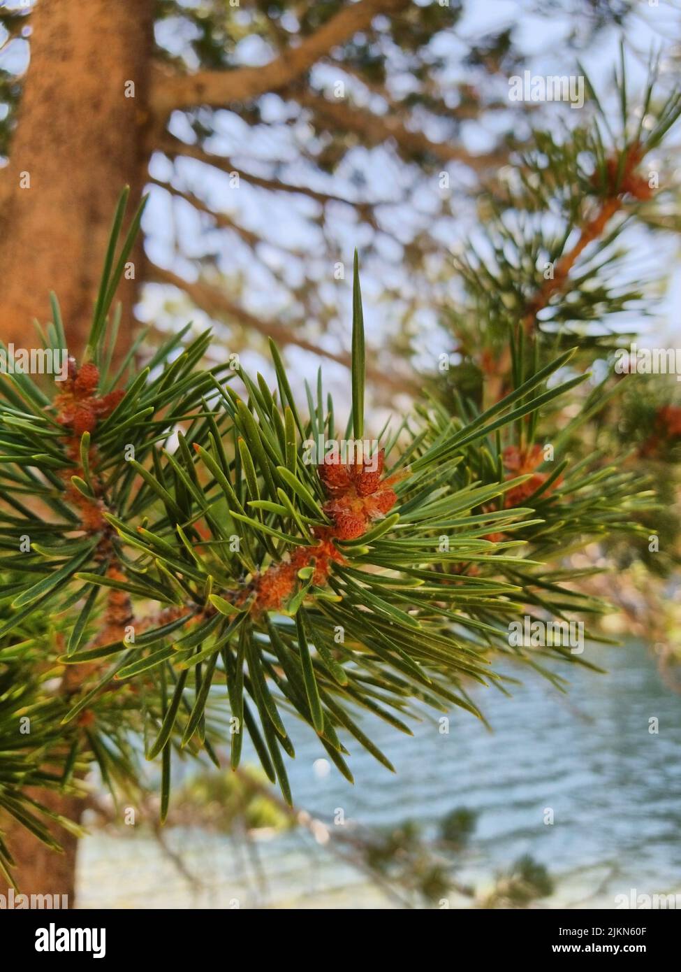 The vertical shot of a Pine tree branch background Stock Photo - Alamy