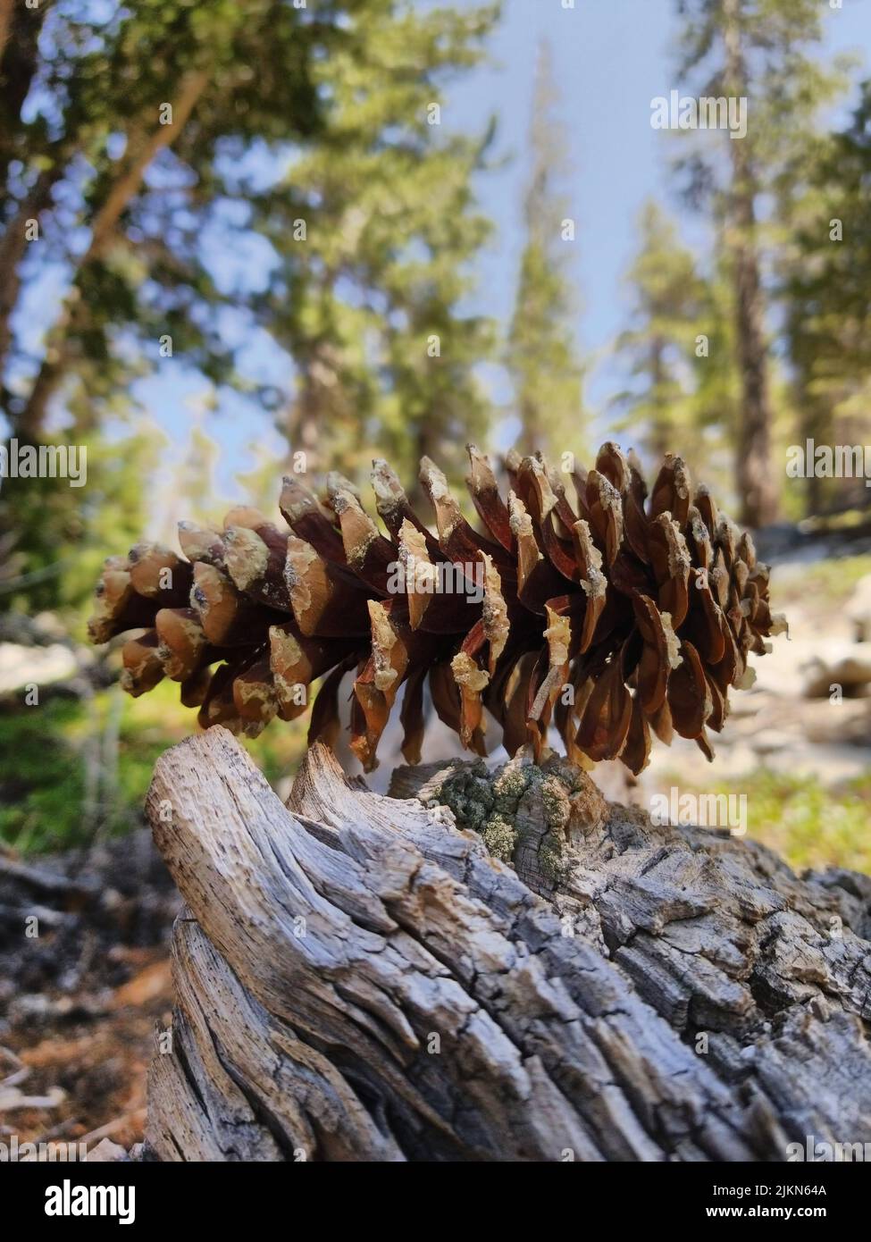 The close-up shot of a pine cone in a forest Stock Photo