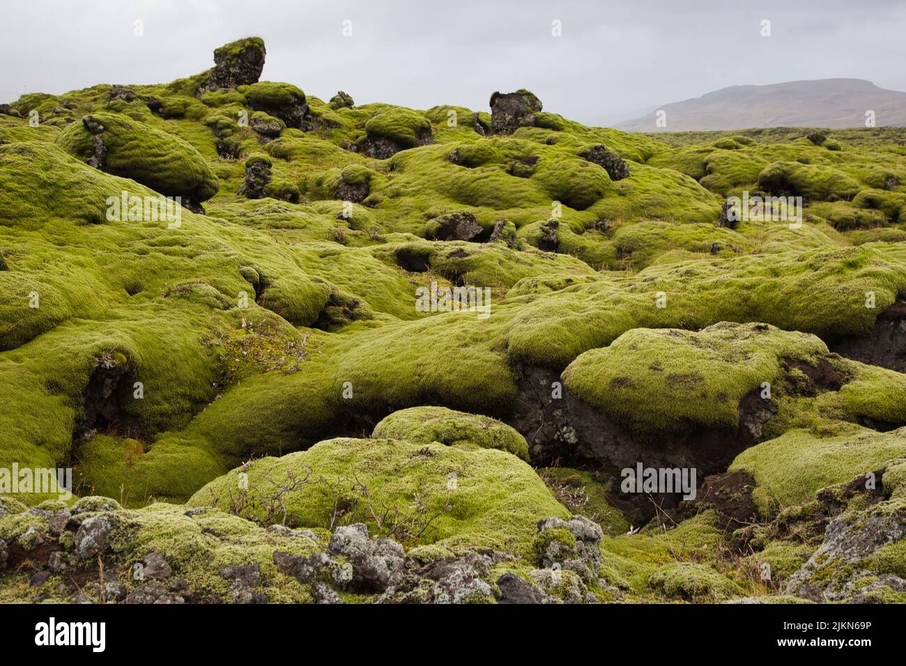 A rocky landscape covered with a thick layer of green moss in Iceland Stock Photo