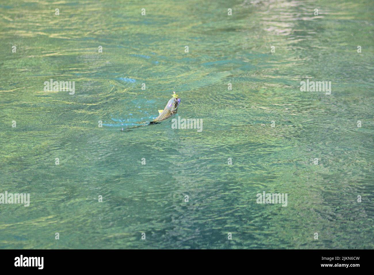 Rainbow trout breaks the surface. Caught fly fishing, Kenai River