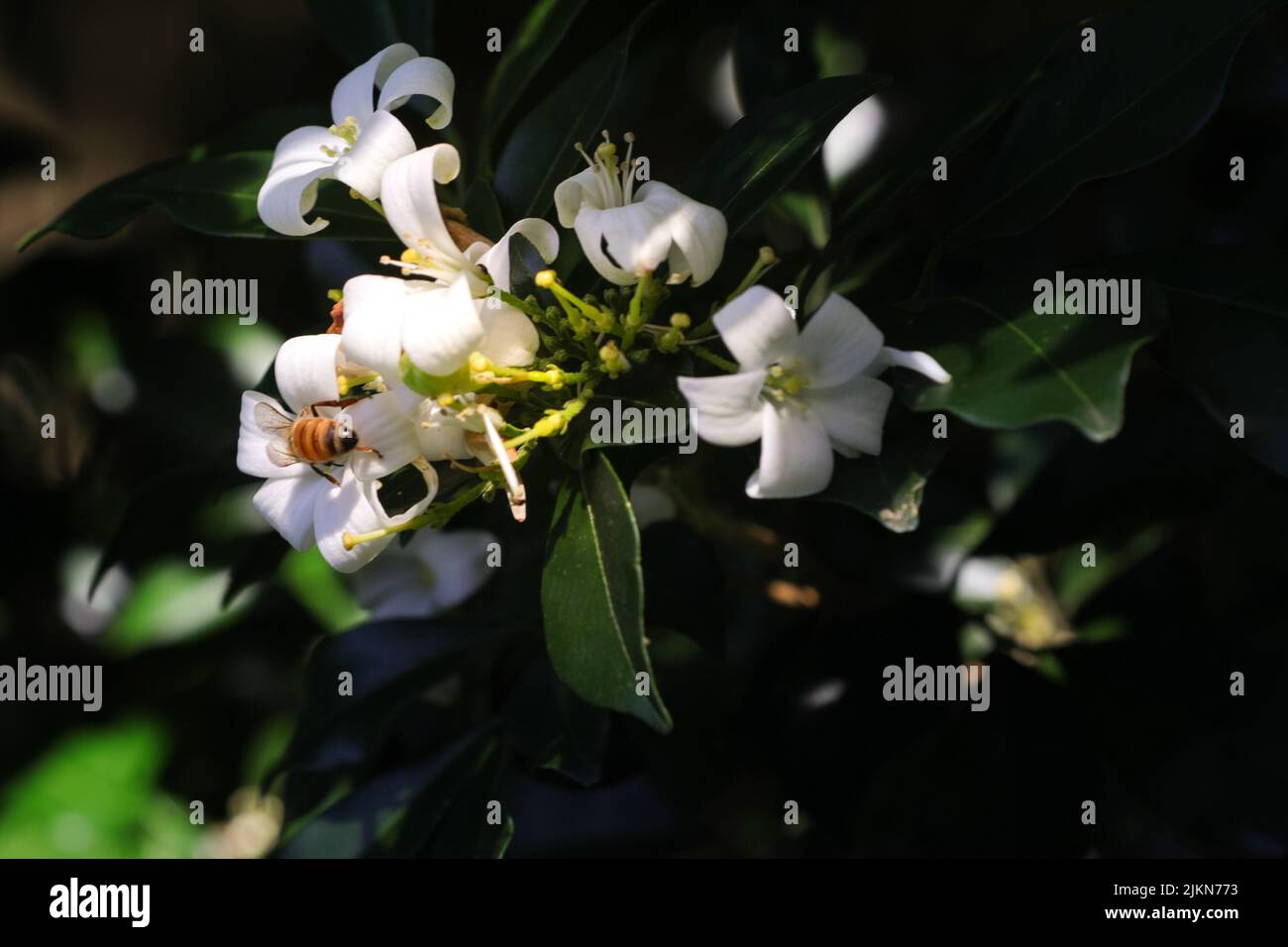 A closeup of a pyramid tree (Lagunaria patersonia) with a bee on a beautiful white flower Stock Photo