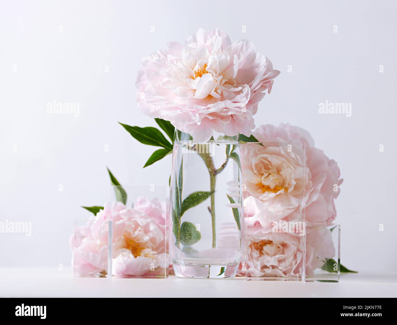 A closeup shot of beautiful pink peony flowers in a glass vase on a ...