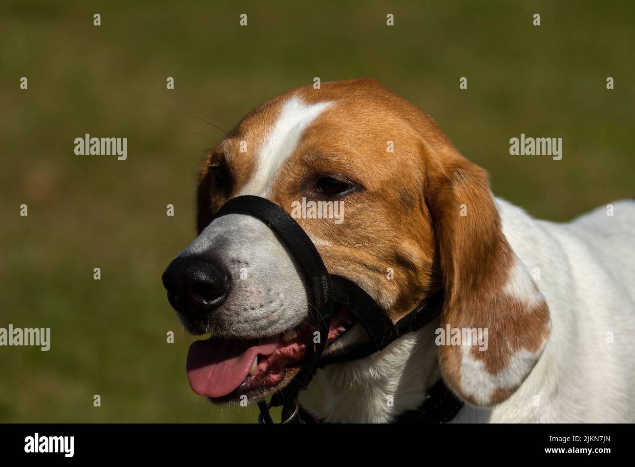 A muzzle collar on brown and white dog Stock Photo