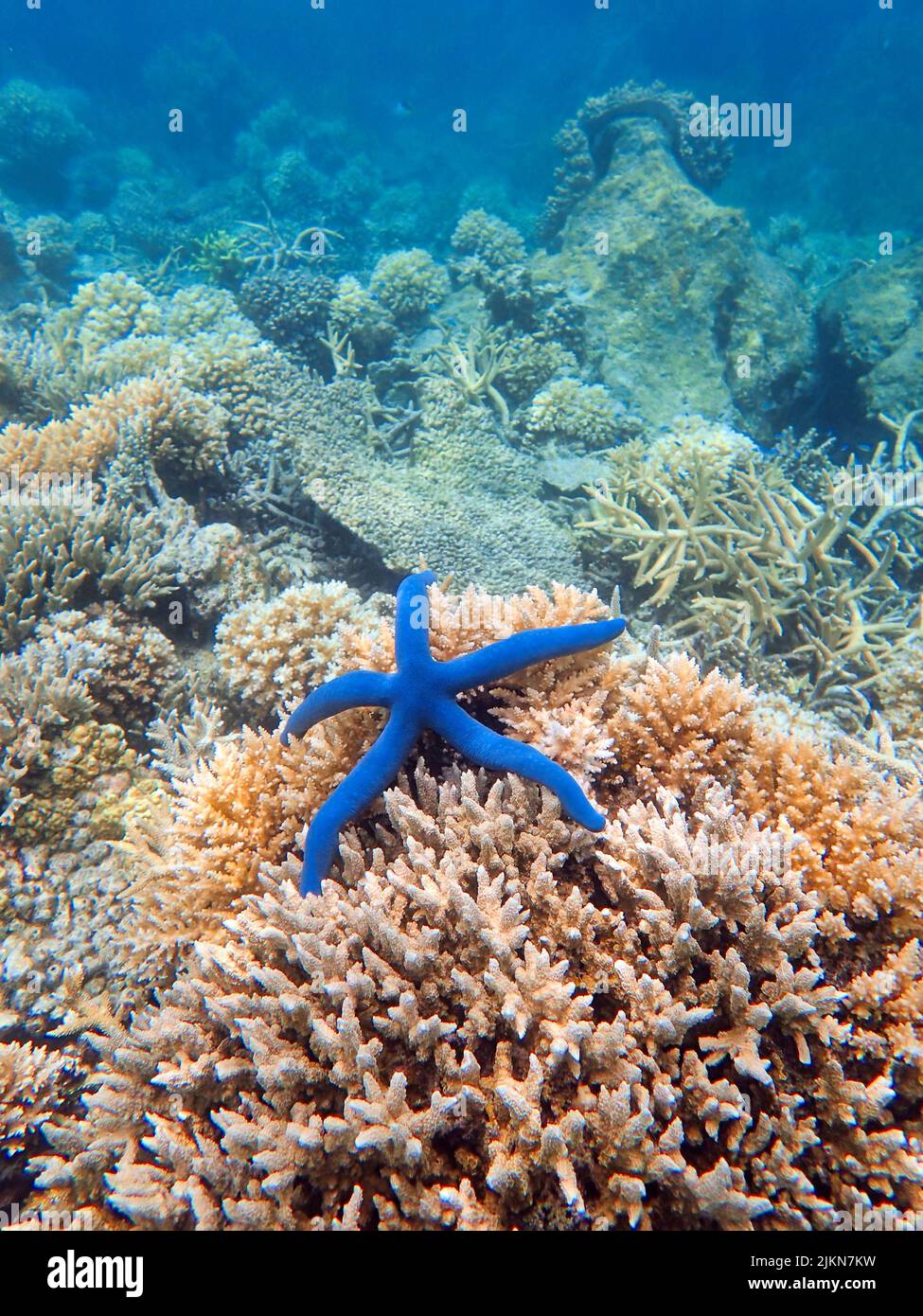 Indonesia Anambas Islands - Coral reef with Blue sea star - Linckia laevigata Stock Photo