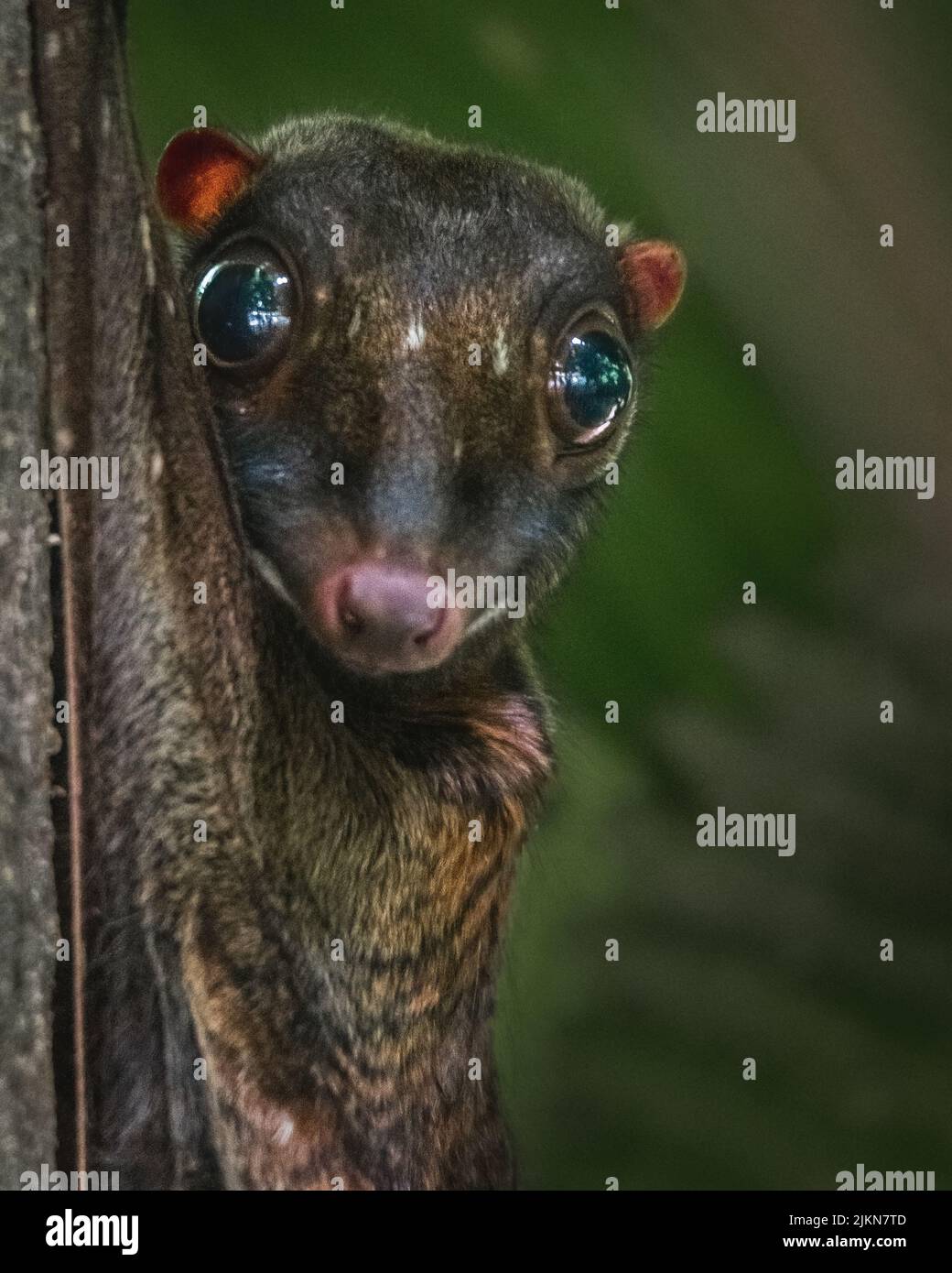 A shallow focus shot of a cute Sunda flying lemur animal in the forest with green blurred background Stock Photo