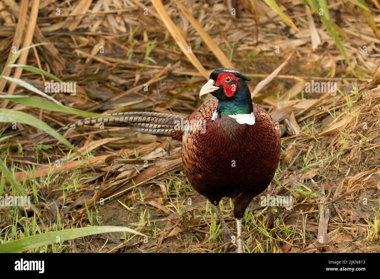 A closeup of a Male Ring-necked Pheasant walking on the grass Stock Photo