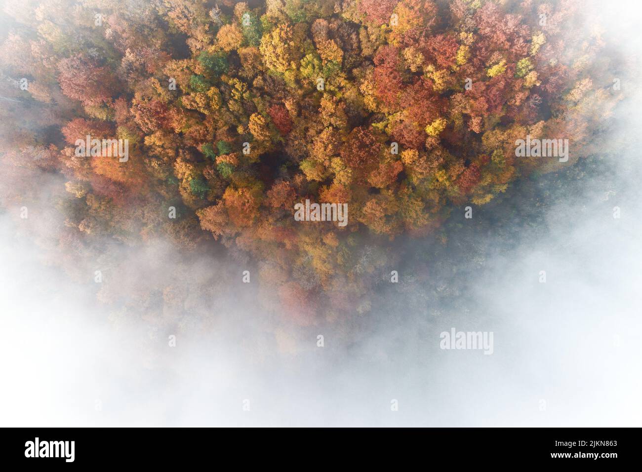 A drone aerial shot of landscape view of colorful autumn forest with fog around in the forest Stock Photo