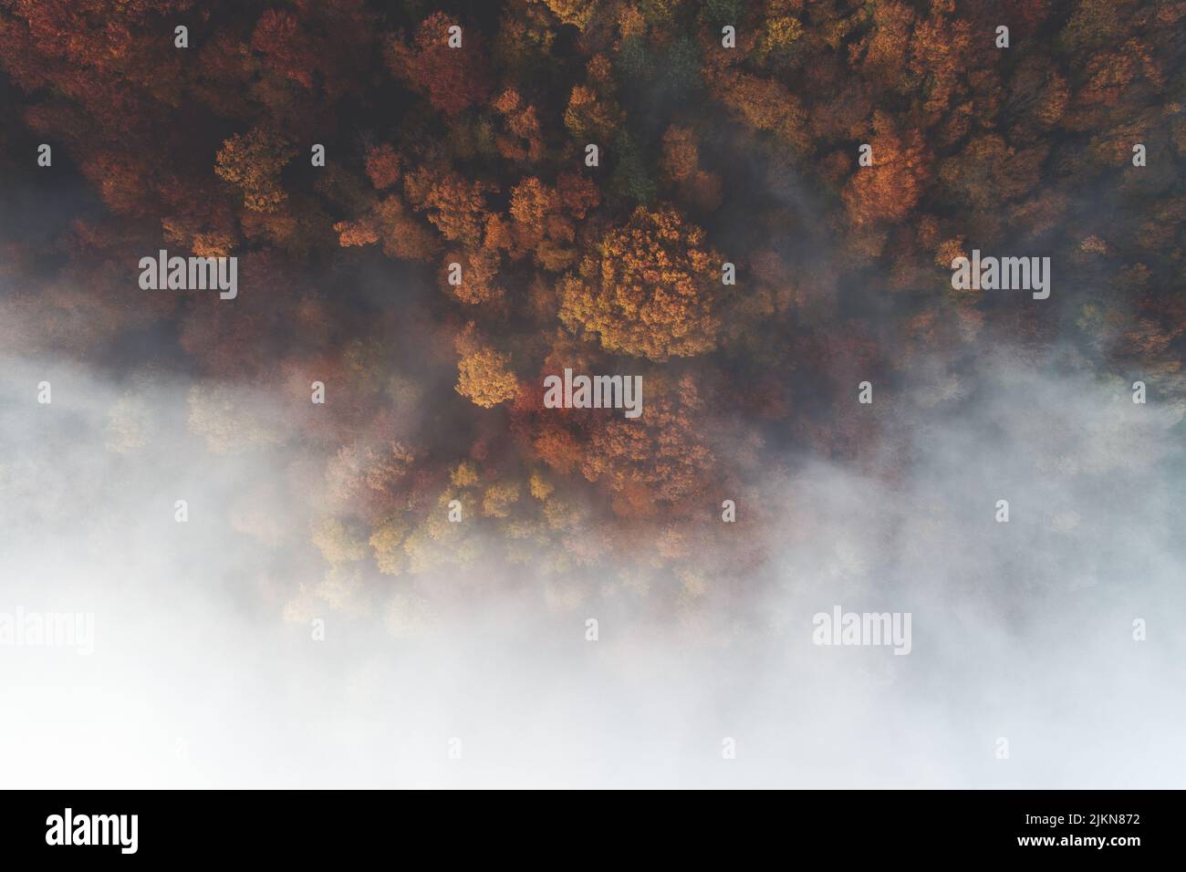 A drone aerial shot of landscape view of colorful autumn forest with fog around in the forest Stock Photo