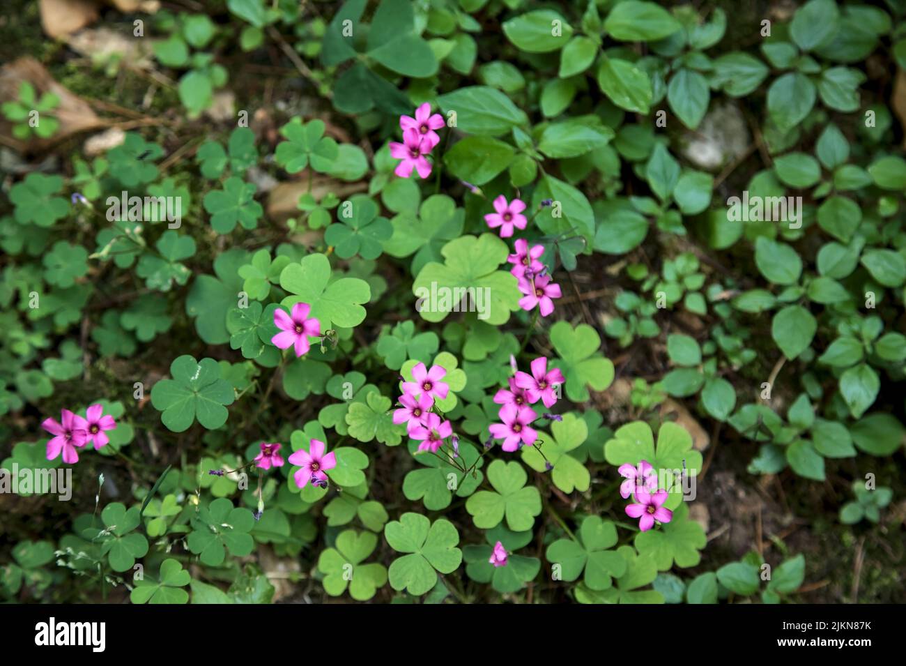 Purple wild flowers seen up close and from above Stock Photo - Alamy