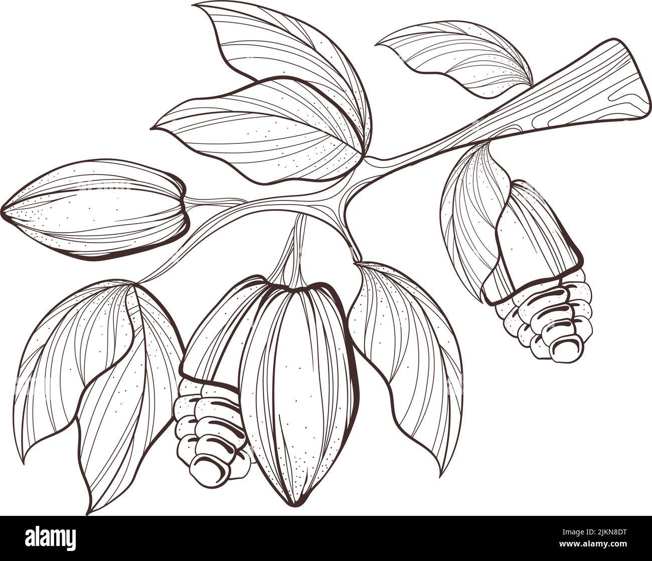 cacao tree leaf Stock Vector Image & Art Alamy