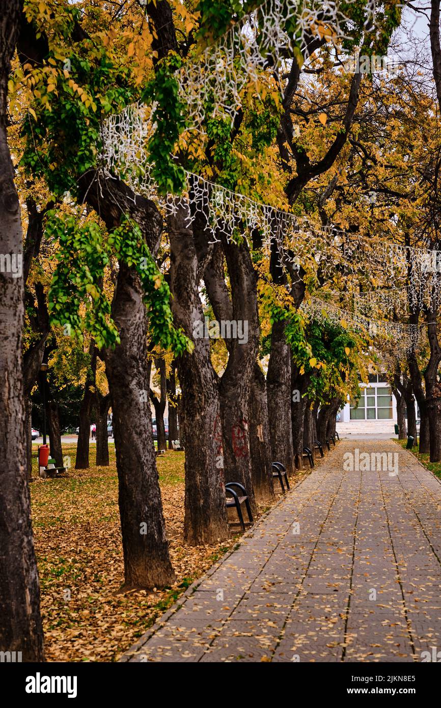 Vertical shot pathway leaves hi-res stock photography and images - Alamy