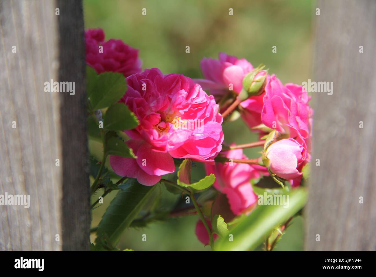 Beautiful pink wild rustic rose Stock Photo Alamy