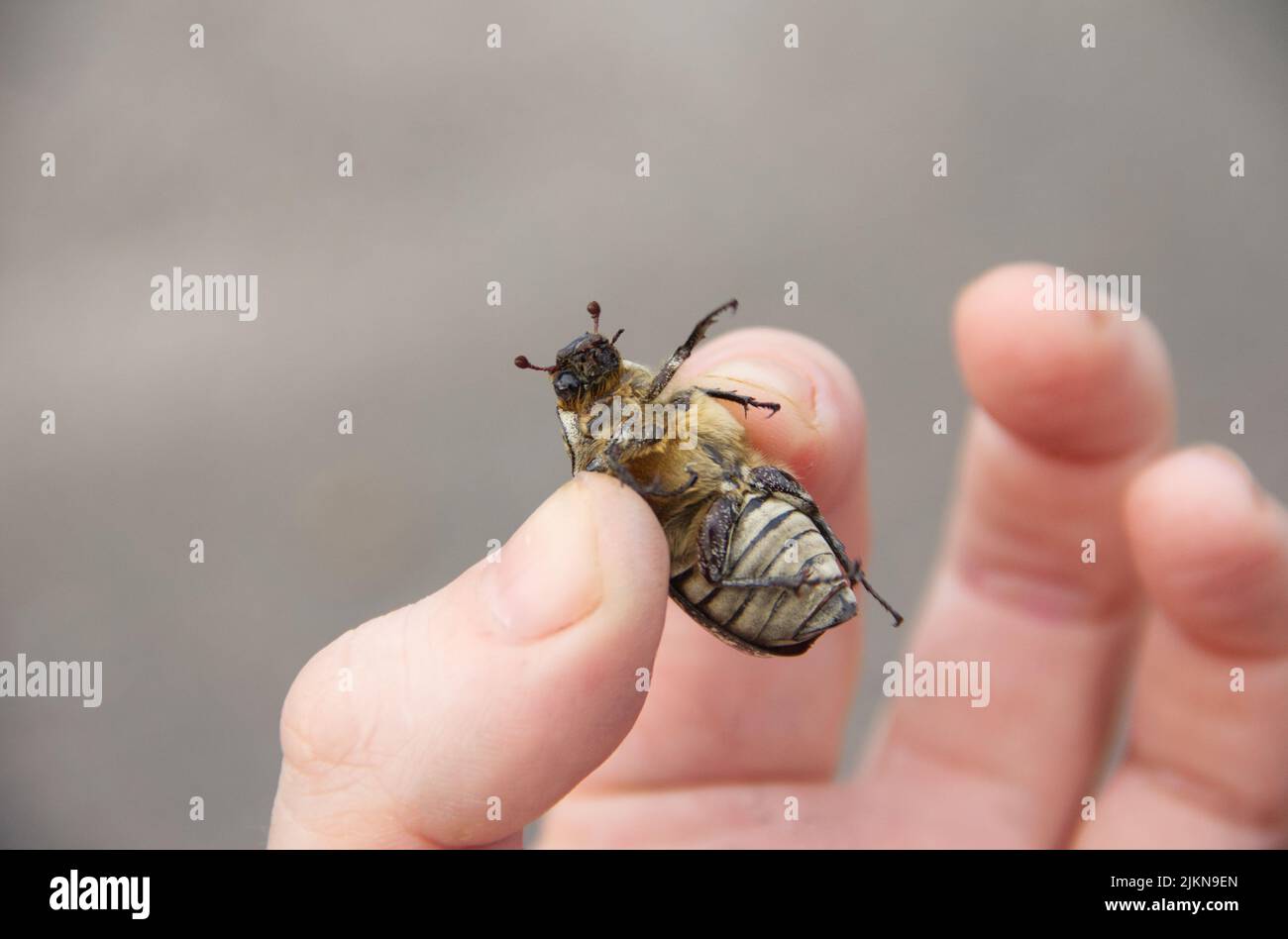 Polyphylla fullo, big beautiful rare beetle. Close up.  Stock Photo