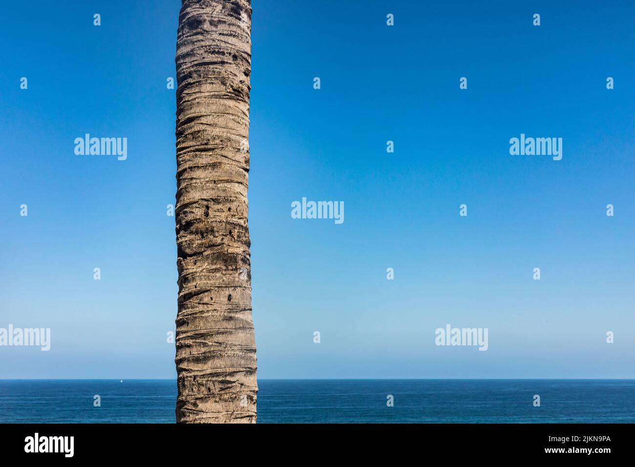 A palm tree, tree trunk, pacific ocean and blue sky. Stock Photo