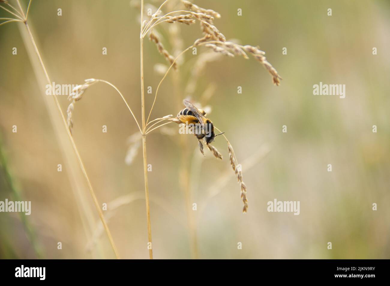 Closeup of hairy-legged bee, Dasypoda hirtipes , on a cereal plant. Stock Photo