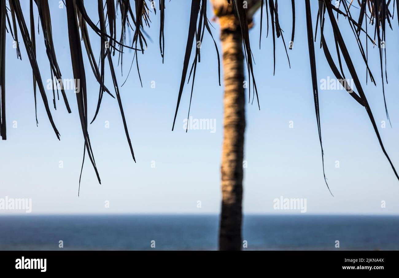 A palm tree, tree trunk, pacific ocean and blue sky. Stock Photo