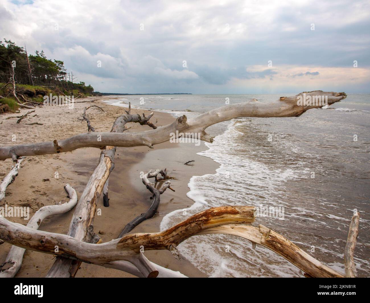 A Lots Of Dry Trees On The Beach At Sunset By The Sandy Shore Stock