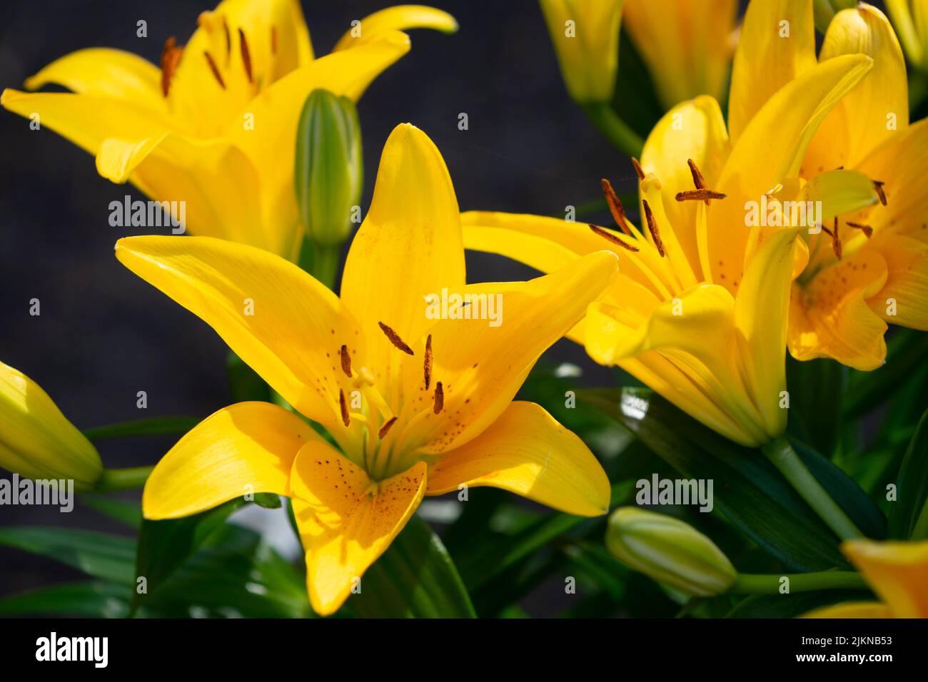 A close up of yellow lily flowers Stock Photo