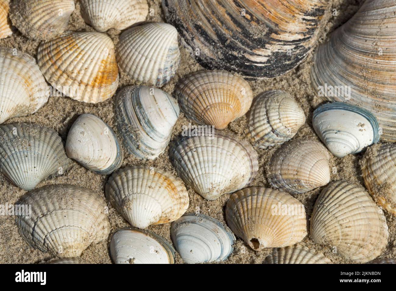 The colored seashell background on sand Stock Photo - Alamy