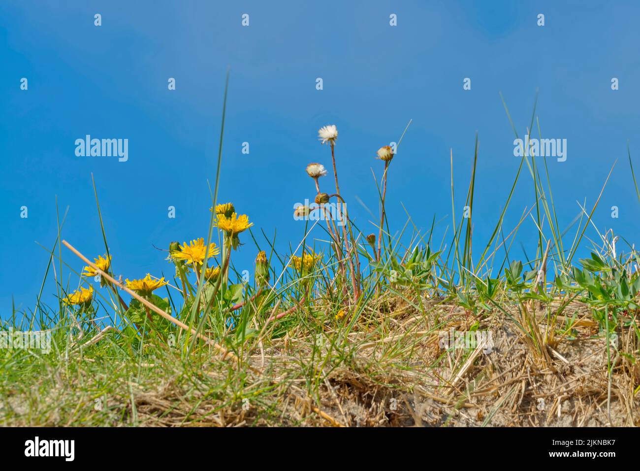 Plants with sky background hi-res stock photography and images - Alamy