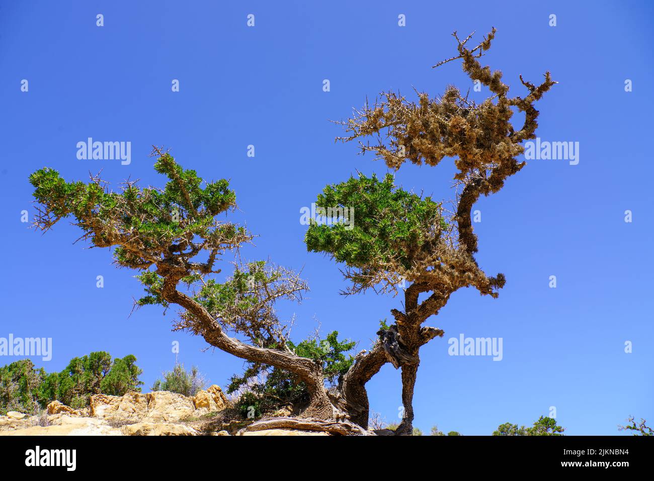 Argan tree in agadir morocco Stock Photo Alamy